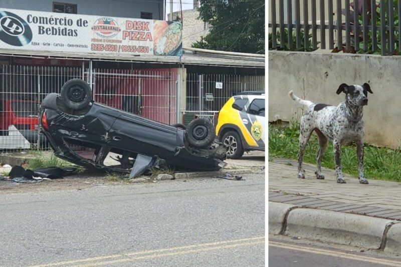 mulher-capota-carro-cachorro