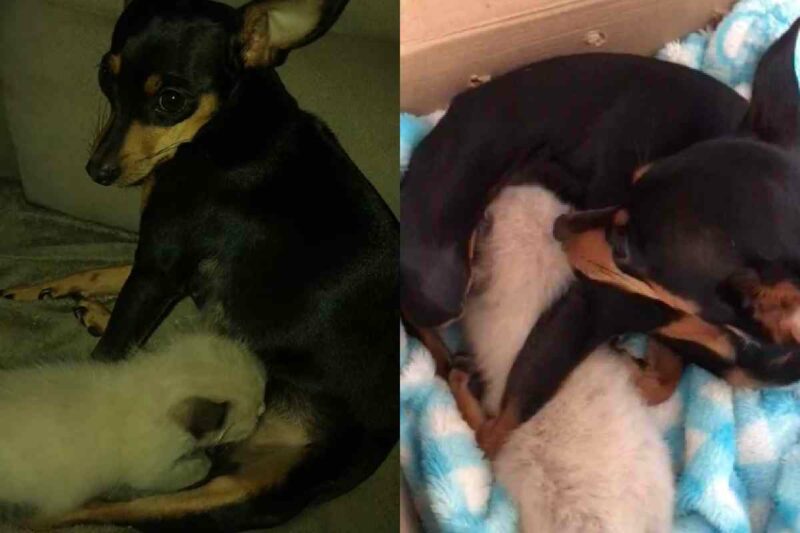 pinscher-amamenta-gato